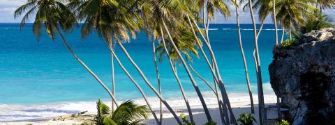 Palm Trees and Turquoise Waves