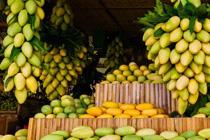 Mango Festival