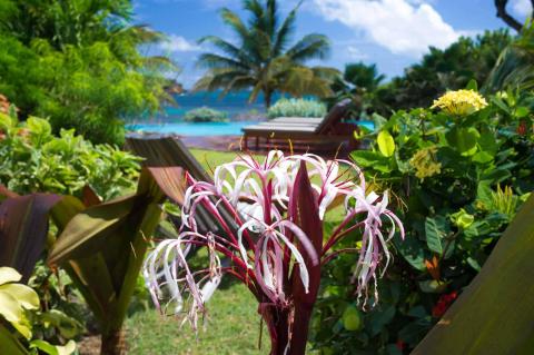 Tropical beach scene with pink Crinum flower, ocean view, and sun loungers