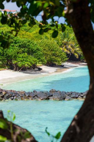 Secluded tropical beach with blue waters, sandy shores, and greenery viewed through branches.