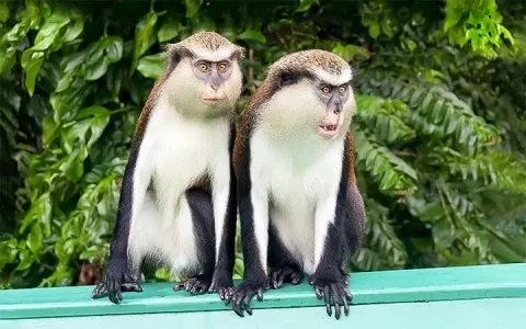 Two monkeys with light and dark fur sitting on a green railing in a lush, leafy environment