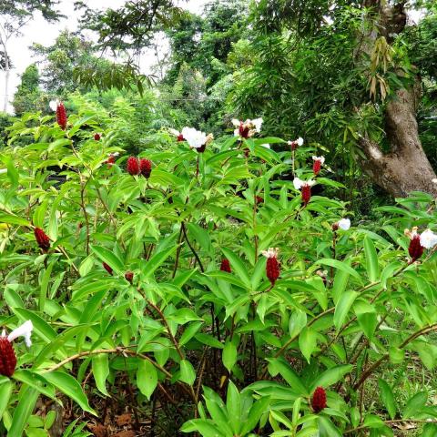 Vibrant Tropical Flora with Red Flower Spikes and Lush Greenery Dense tropical plants with red flower spikes and white blooms amidst lush greenery and trees.