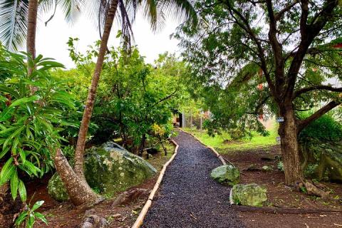 Serene Garden Path through Lush Greenery with Tall Trees and Moss-Covered Rocks Tranquil garden path with dark gravel, wooden borders, lush greenery, and moss-covered rocks.