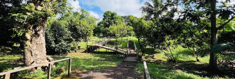 Serene Tropical Walkway Amidst Lush Greenery Wooden walkway through a lush, green garden with trees, bushes, and sunlight filtering through.