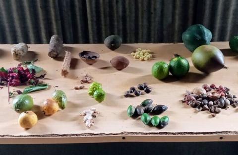 Display of Tropical Fruits, Seeds, and Plant Materials on a Rustic Wooden Table Variety of fruits, seeds, and plant materials neatly arranged on a wooden table with rustic background.