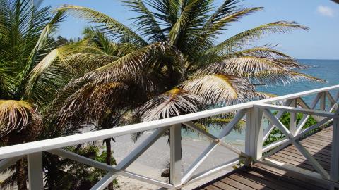Scenic beach view from a wooden deck with lush palm trees and a blue ocean