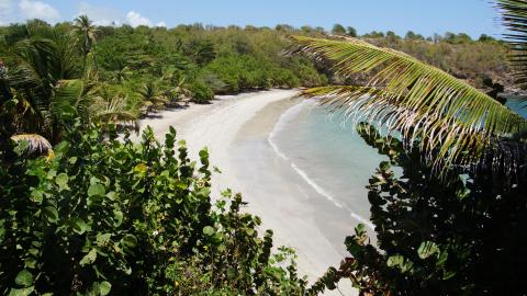 Secluded tropical beach with white sand, turquoise sea, and lush palm trees.