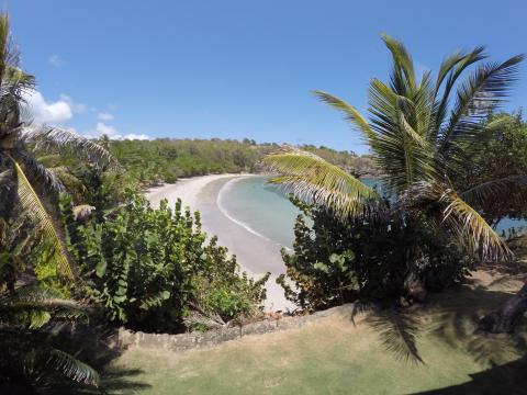 Tropical beach with turquoise sea, sandy shores, and lush palm trees