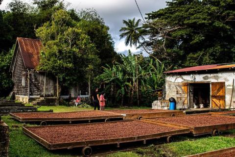 Cacao beans drying on trays at a rural tropical farm with workers