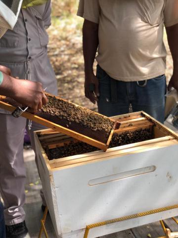 Beekeepers inspecting hive, ensuring colony health and honey production outdoors.