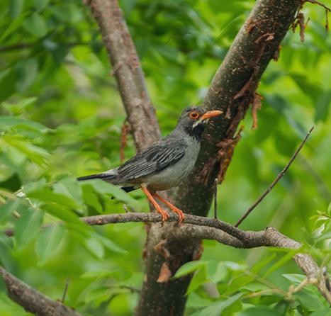 The image shows a bird perched on a tree branch