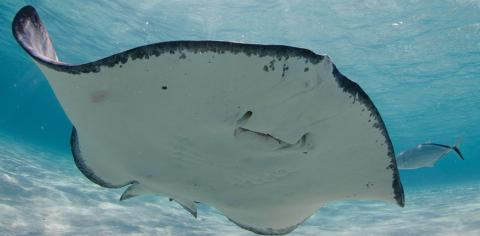 Cayman Tourism Board Underwater Grace: A Close-Up of a Manta Ray This image shows the underside of a manta ray swimming in clear, blue water