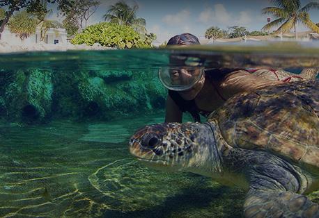 This image shows an underwater scene with a person snorkeling close to a large sea turtle
