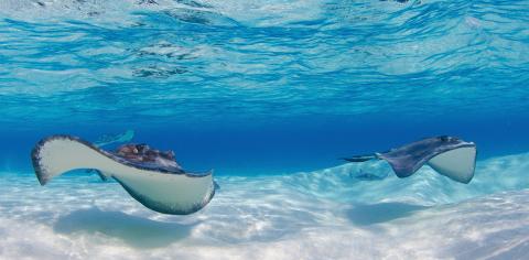 Cayman Tourism Board Harmony Below the Surface: Manta Rays in Shallow Waters This image features two manta rays gliding gracefully near the seabed in clear, shallow water