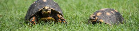 Two red-footed tortoises on grass, one facing camera, vibrant shell markings visible.