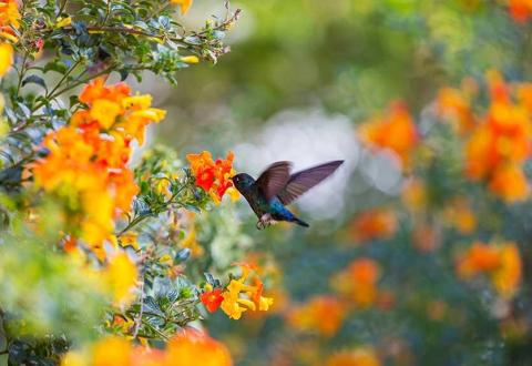 Hummingbird flying towards orange and yellow flowers with blurred green background.