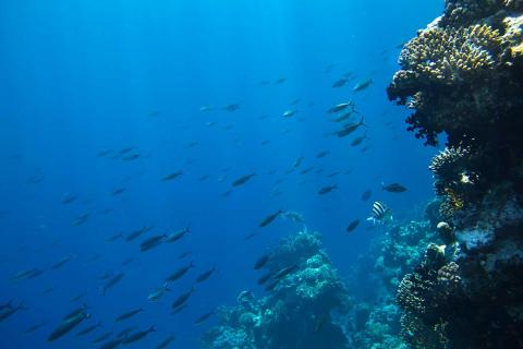 Vibrant underwater coral reef scene with diverse fish species and sunlight.