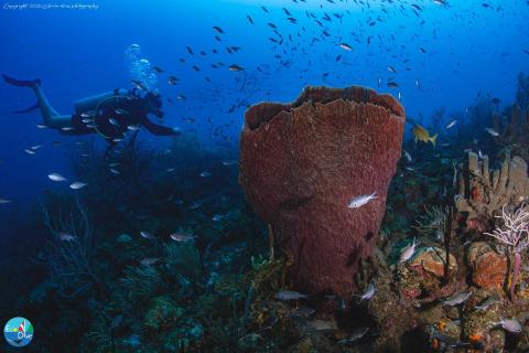 Scuba diver explores vibrant coral reef with fish and large sponge in clear water.
