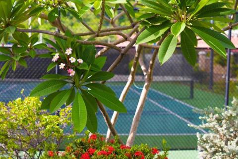 Vibrant garden with pink Plumeria and red flowers near a tennis court