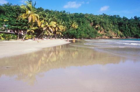 Serene Beach Scene With Palm Trees And Ocean Serene beach with palm trees, soft sand, ocean, and people relaxing