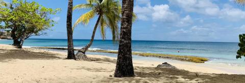 Serene Tropical Beach With Palm Trees And Clear Blue Sea Clear blue ocean, sandy beach with palm trees, serene tropical scenery