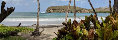 Tranquil Tropical Beach Scene With Palms And Waves Tropical beach with palm trees, sandy shore, and azure sea, ideal for relaxation