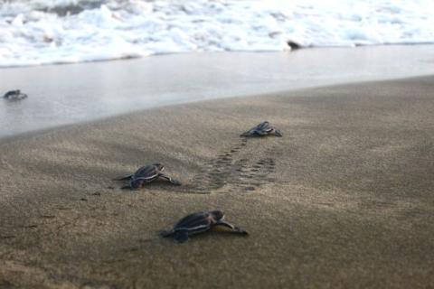 Baby Turtles Heading To Sea On Sandy Beach Four baby turtles heading to sea on sandy beach, with visible trails.