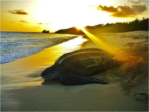 Leatherback Turtle At Sunset On Serene Beach Leatherback turtle at sunset on beach with gentle waves, ship in distance