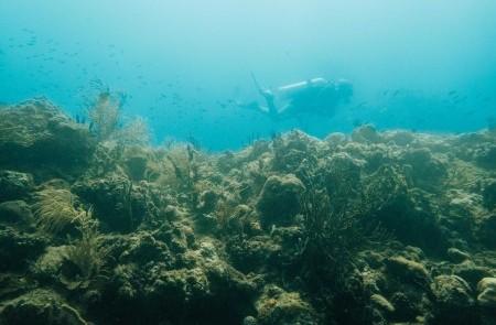 Scuba Diver Exploring Vibrant Coral Reef Underwater Scuba diver explores vibrant coral reef teeming with fish in clear waters