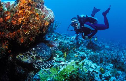 Scuba Diver And Sea Turtle In Coral Reef Ecosystem Scuba diver explores vibrant coral reef with sea turtle in underwater scene.