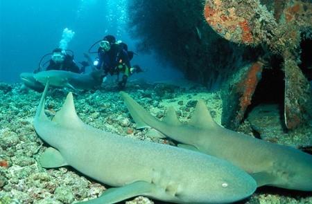 Scuba Divers Explore Shipwreck With Sharks Scuba divers explore shipwreck with sharks in a biodiverse marine habitat.