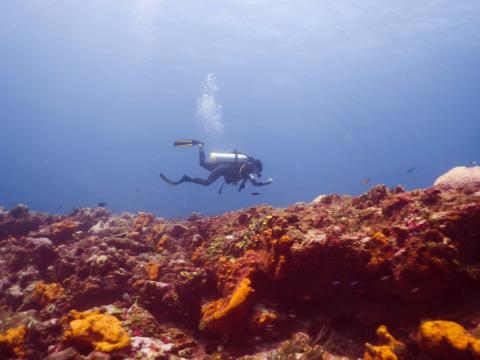 Scuba Diver Exploring Colorful Coral Reef Underwater Scuba diver explores vibrant coral reef with fish in clear blue water.