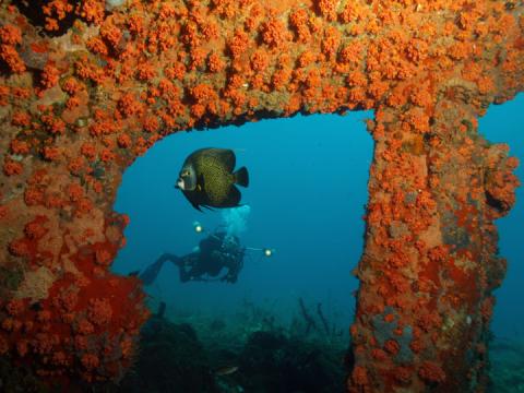 Underwater Shipwreck With Coral And French Angelfish Diver explores shipwreck with orange coral and French angelfish in clear waters.