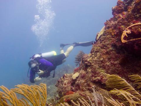 Scuba Diver Exploring Vibrant Coral Reef Underwater Scuba diver explores colorful coral reef with vibrant marine life and clear visibility.