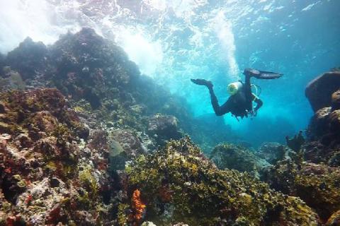 Diver Exploring Vibrant Coral Reef Underwater Scene Scuba diver explores vibrant coral reef, teeming with marine life in clear blue waters.