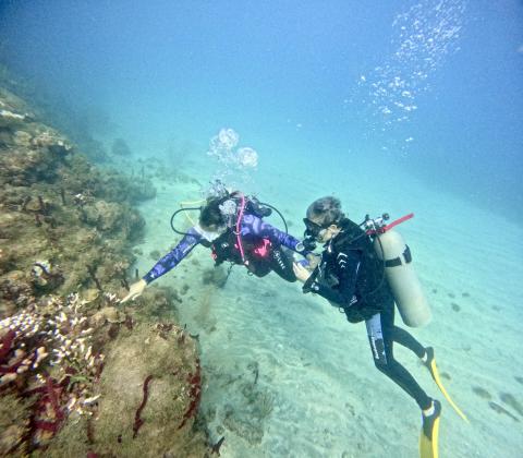 Scuba Divers Explore Coral Reef With Marine Life Scuba divers explore marine life in clear tropical waters, surrounded by coral.