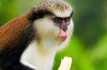 Mona Monkey Eating Fruit In Natural Habitat Mona monkey eating fruit in natural habitat, close-up