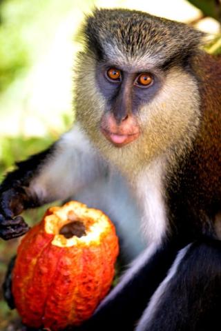 Vervet Monkey Eating Red Fruit In Natural Habitat Vervet monkey eating red fruit in natural habitat, playful expression