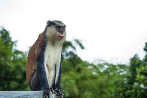 Mona Monkey In Natural Habitat - Wildlife Photography Mona monkey on metal ledge in lush tropical setting, looking alert