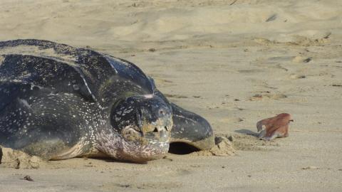 Leatherback Turtle And Crab On Sandy Beach Leatherback sea turtle with crab on sandy beach, both visible.