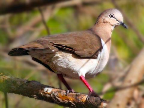 White-Winged Dove Perched In Natural Habitat White-winged Dove perched on a branch in natural habitat