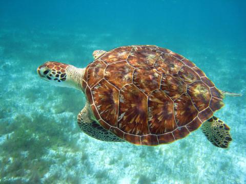 Sea Turtle Swimming Underwater In Clear Shallow Waters Sea turtle swimming in clear shallow waters with sandy floor and plants.
