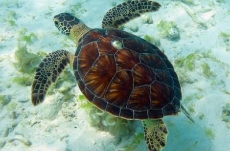 Green Sea Turtle Swimming In Clear Shallow Waters Green sea turtle swimming in clear shallow waters above sandy seabed.