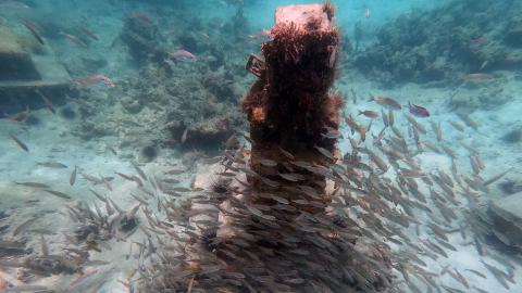 Healthy Tropical Reef With Schooling Fish School of fish around a coral-covered reef in a clear, vibrant underwater ecosystem.