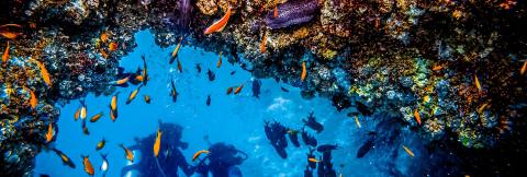 Vibrant Coral Reef And Tropical Fish With Divers Colorful underwater reef scene with tropical fish and scuba divers.