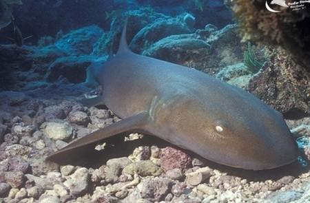 Nurse Shark Resting In Coral Reef Habitat Nurse shark rests on coral seabed in its natural habitat.