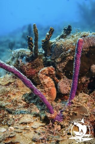 Vibrant Underwater Seahorse And Coral Scene Seahorse clinging to purple coral in vibrant underwater scene