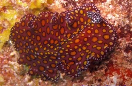 Vibrant Halgerda Nudibranch, Orange Sea Slug Photo Vibrant Halgerda nudibranch with orange body and white spots in marine setting.
