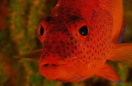 Vibrant Orange Blue-Spotted Reef Fish In Coral Habitat Bright orange and blue spotted coral reef fish in natural habitat