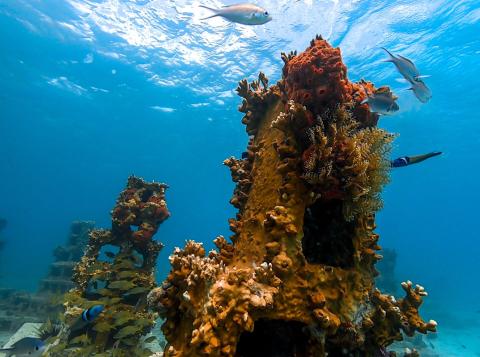 Vibrant Underwater Coral Reef With Tropical Fish Colorful tropical coral reef with diverse fish species, ideal for diving and snorkeling.